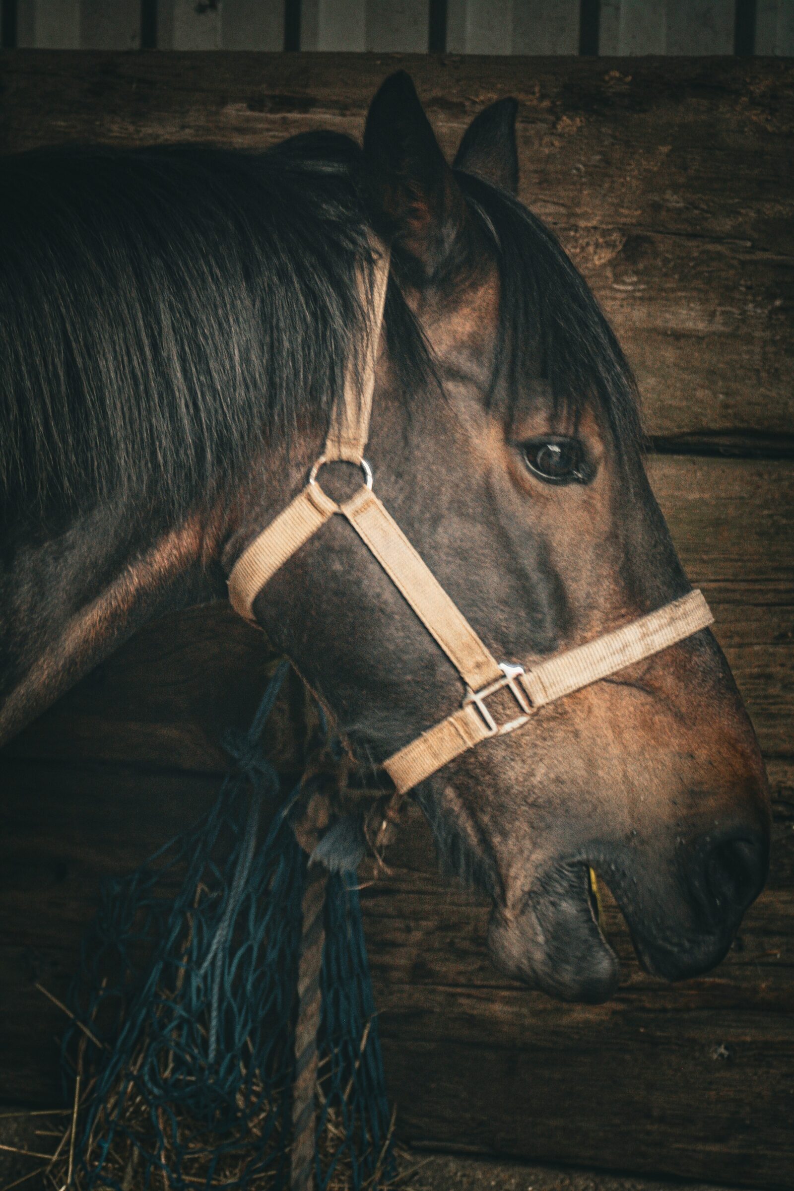 Horse tack hanging in a barn aisle