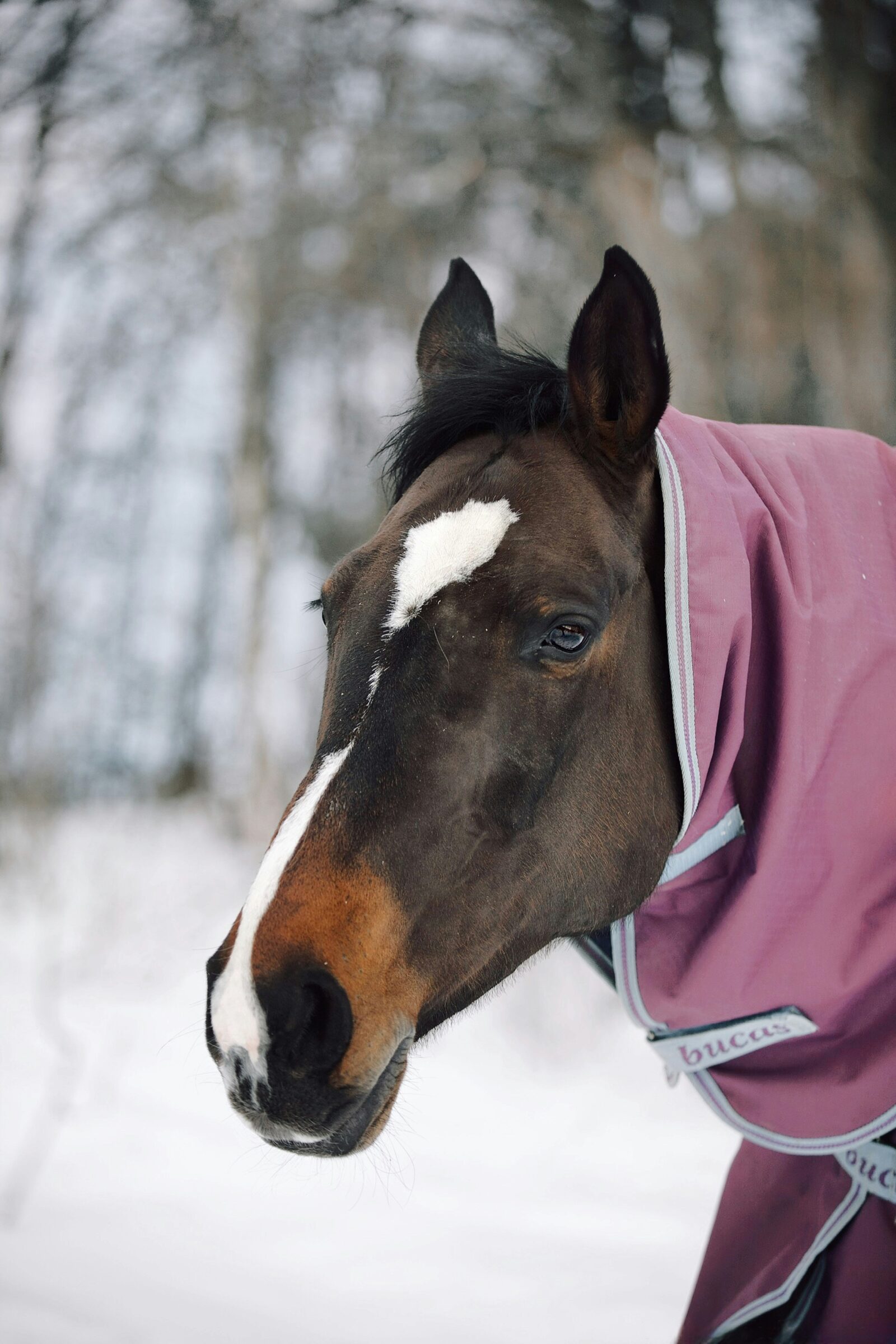 Horse wearing a winter blanket in a snowy field