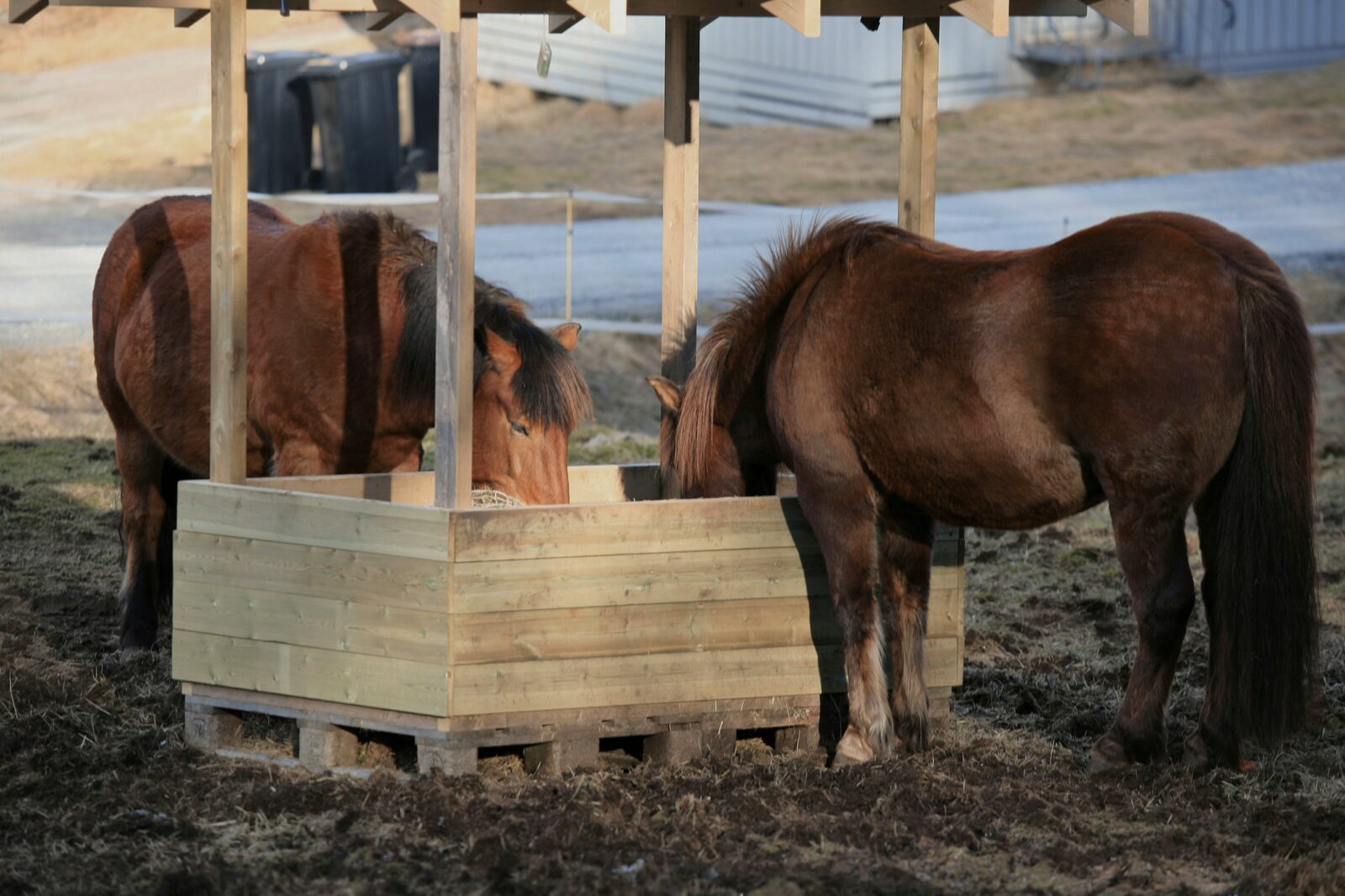 Horses feeding on hay in a barn
