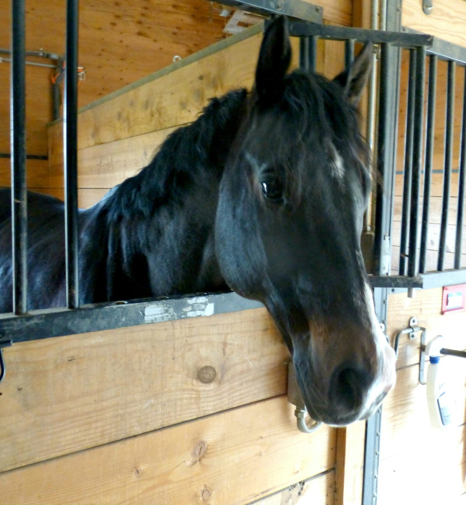Interior of a stable with rows of stalls